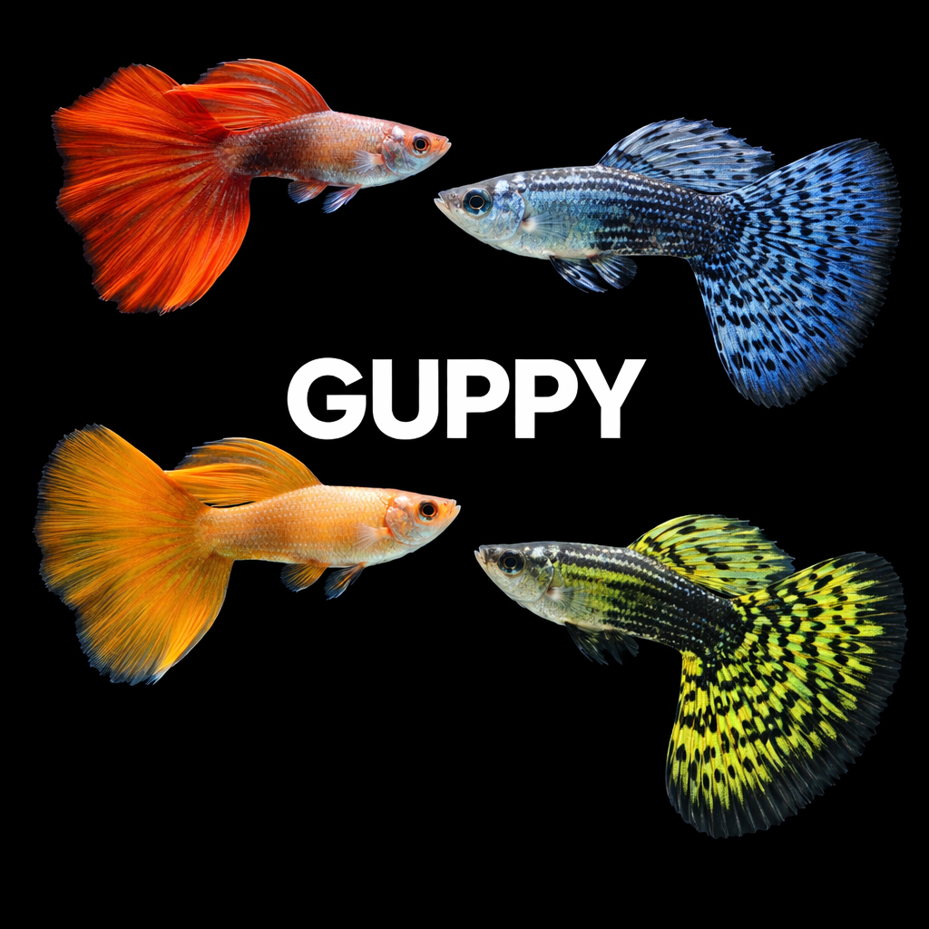 GUPPY