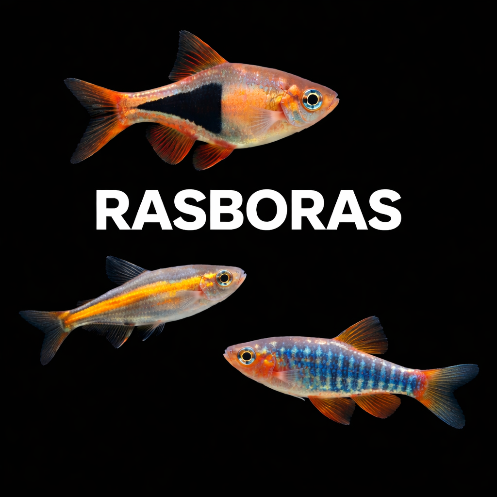 RASBORAS