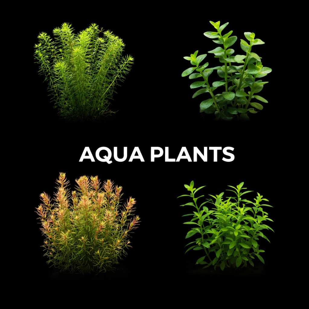 Water Plants