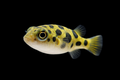 Pea Dwarf Puffer