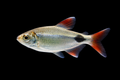 Buenos Aires Tetra