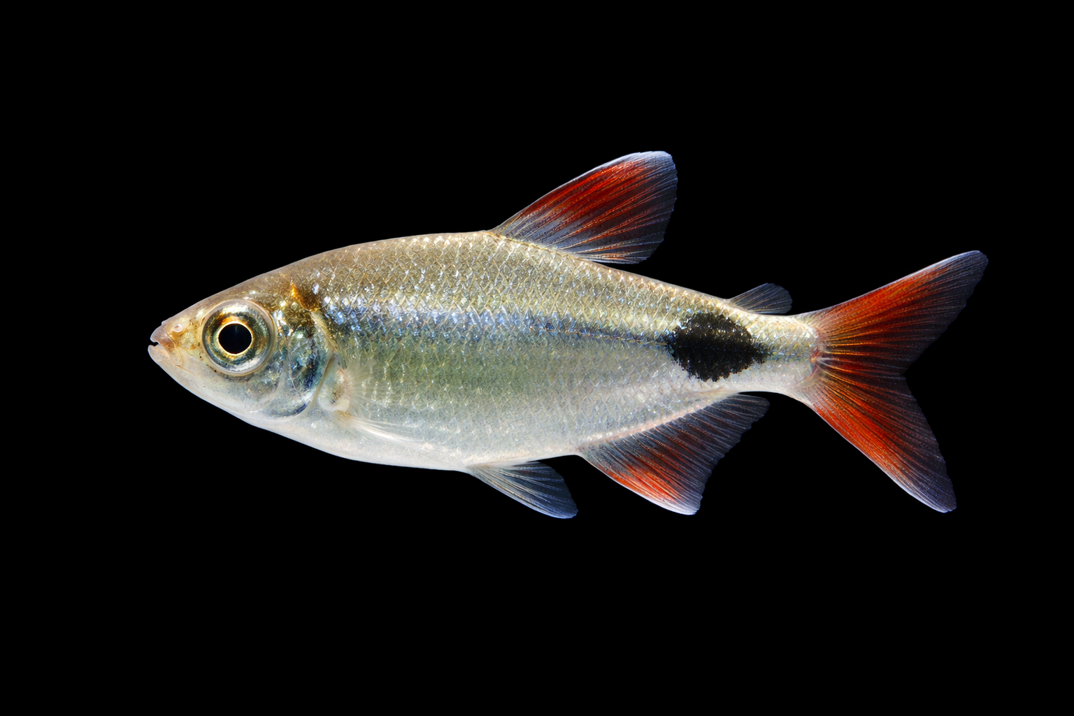 Buenos Aires Tetra