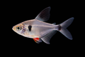 Black Phantom Tetra