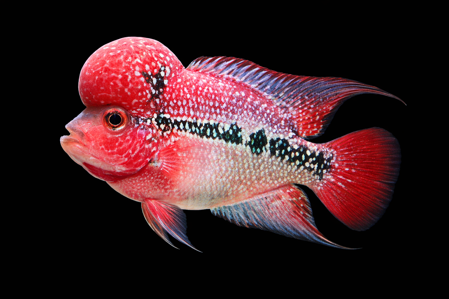 Flower Horn Cichlid