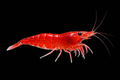 Cherry Shrimp