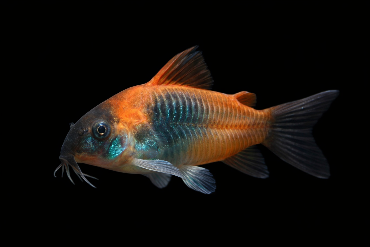 Orange Venezuelan