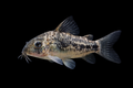 Peppered Corydoras (Corydoras Paleatus)