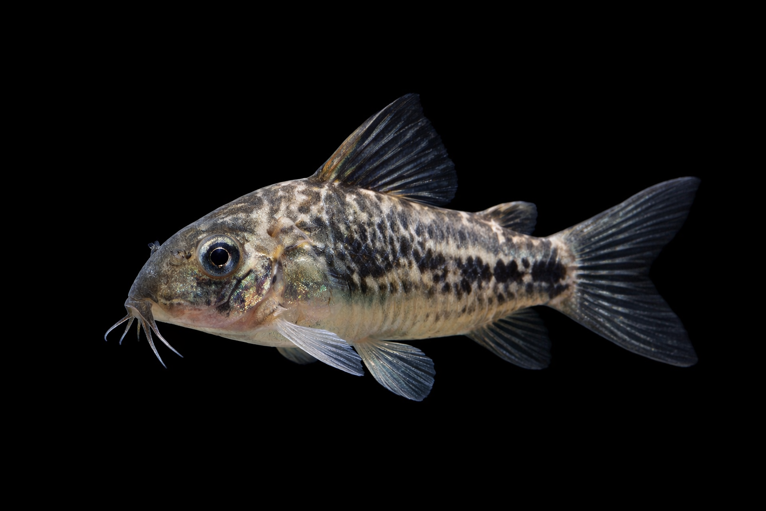 Peppered Corydoras (Corydoras Paleatus)