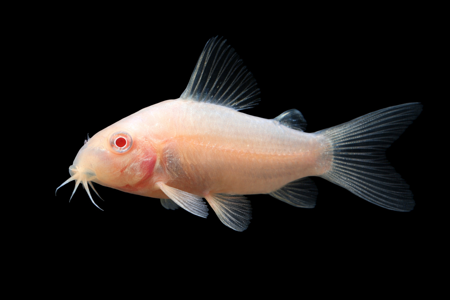 Albino Corydoras (Albino Cory Catfish)