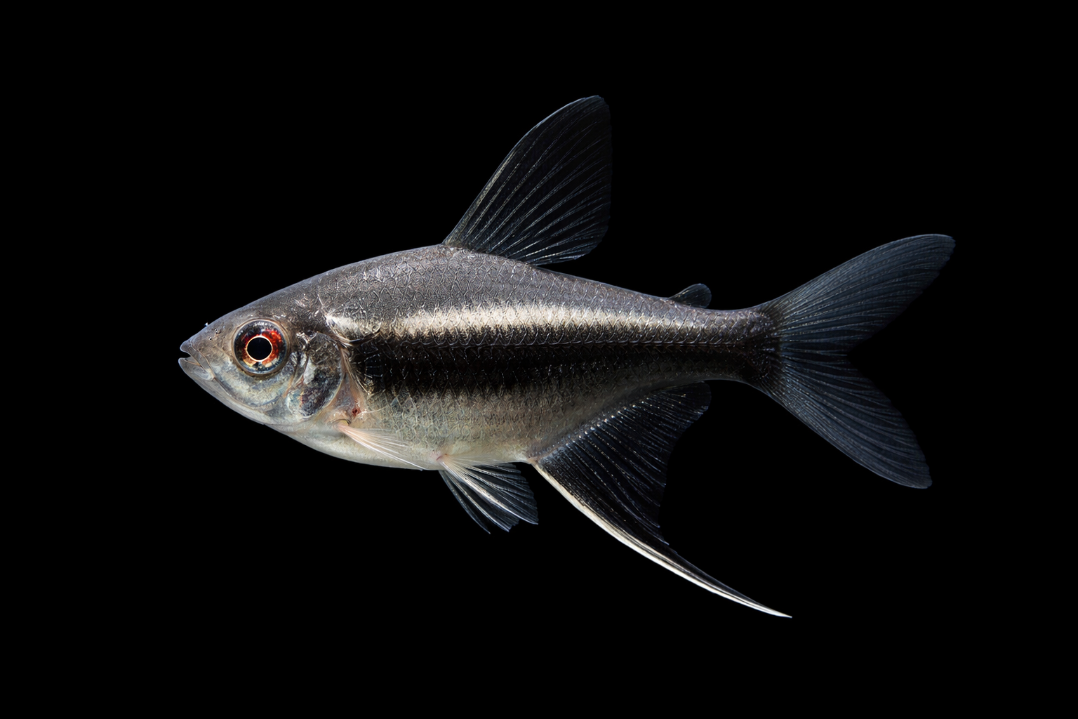 Elegant Emperor Black Tetra