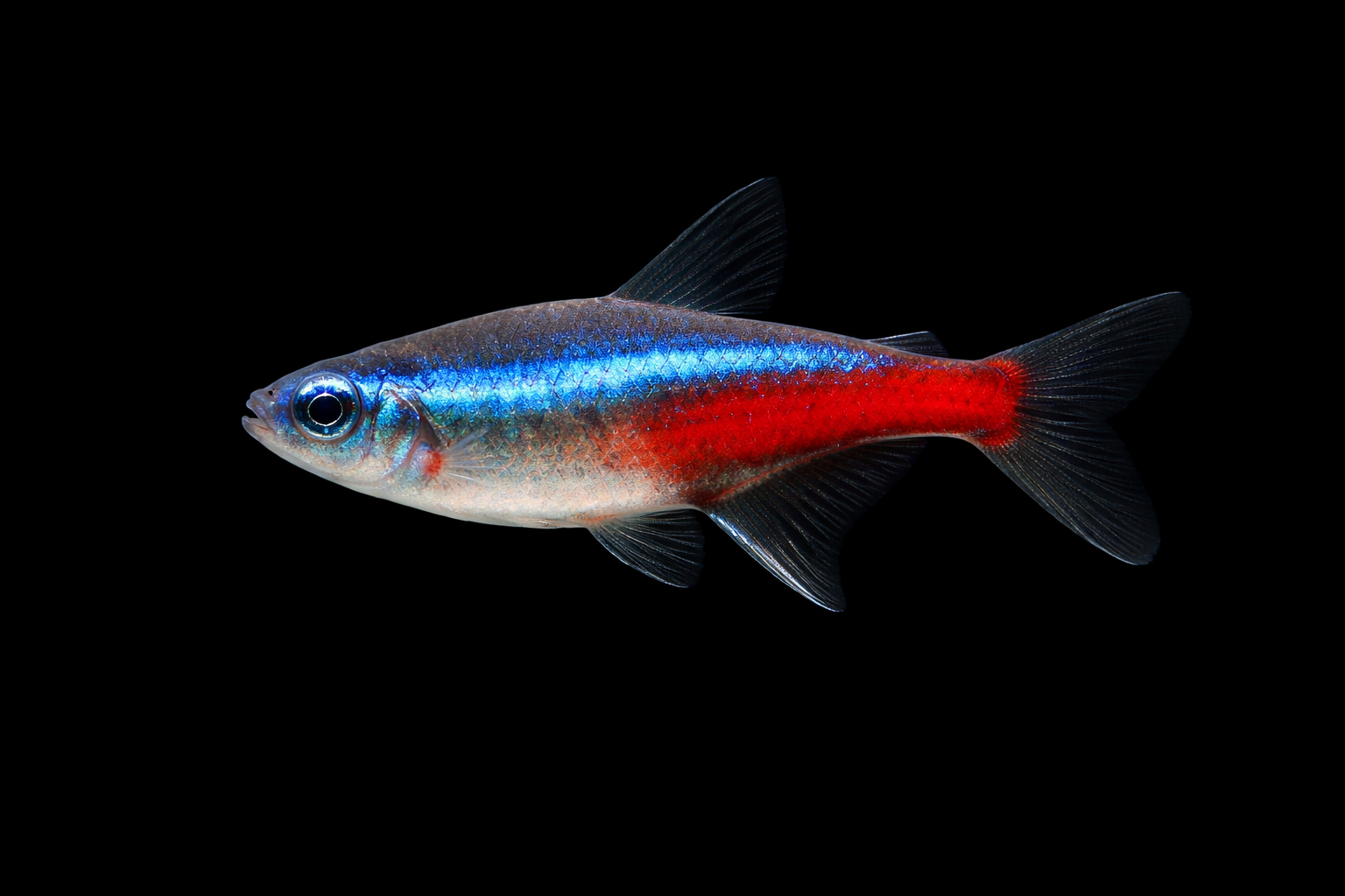 Neon Tetra
