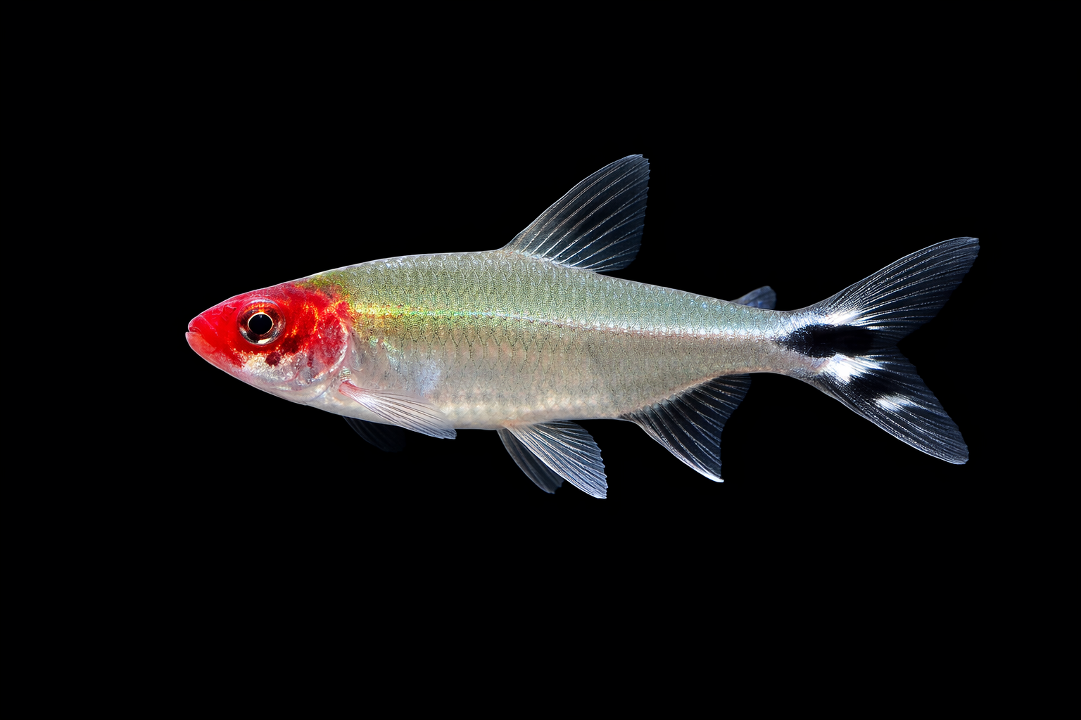 Rummy Nose Tetra