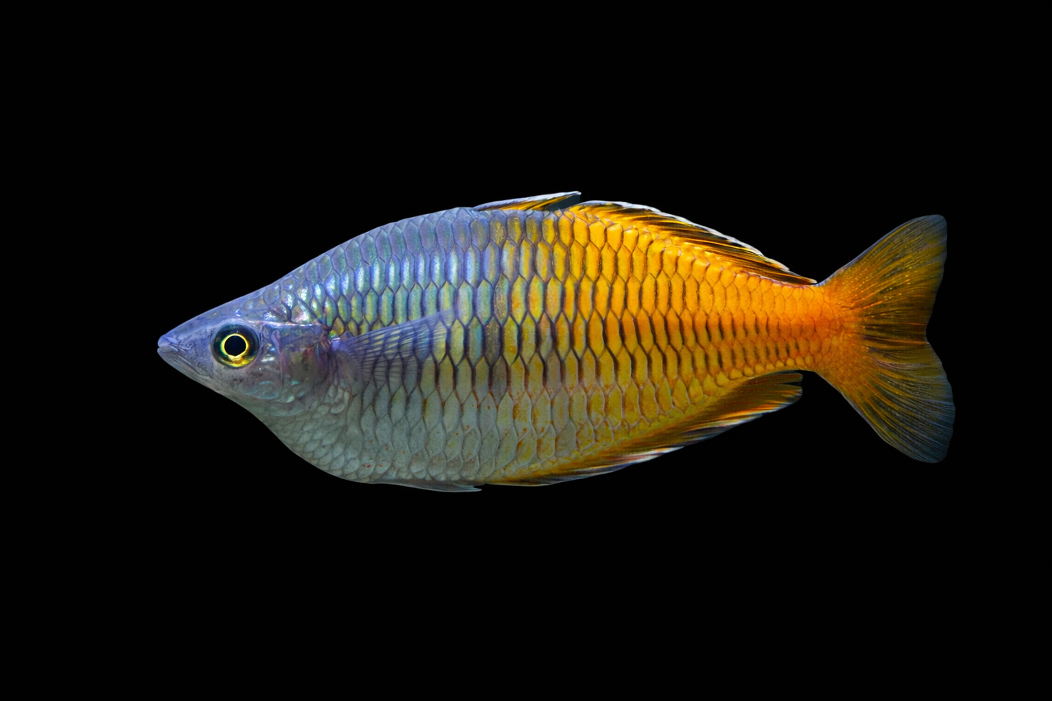 Boesemani Rainbowfish