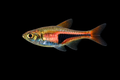 Lambchop Rasbora