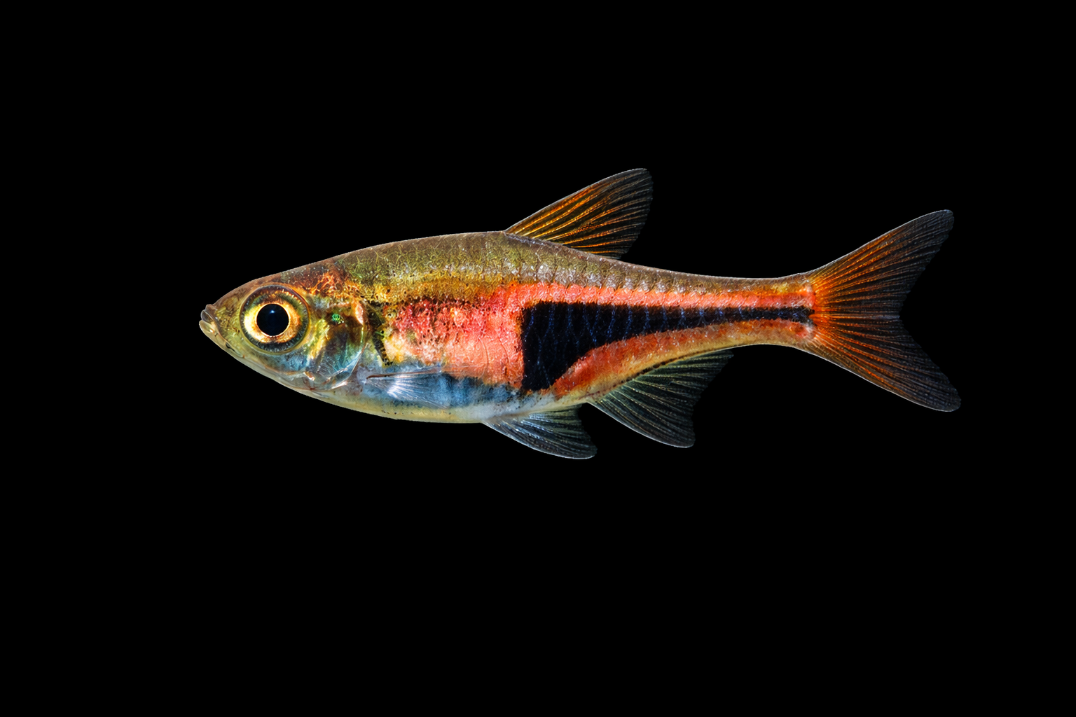 Lambchop Rasbora