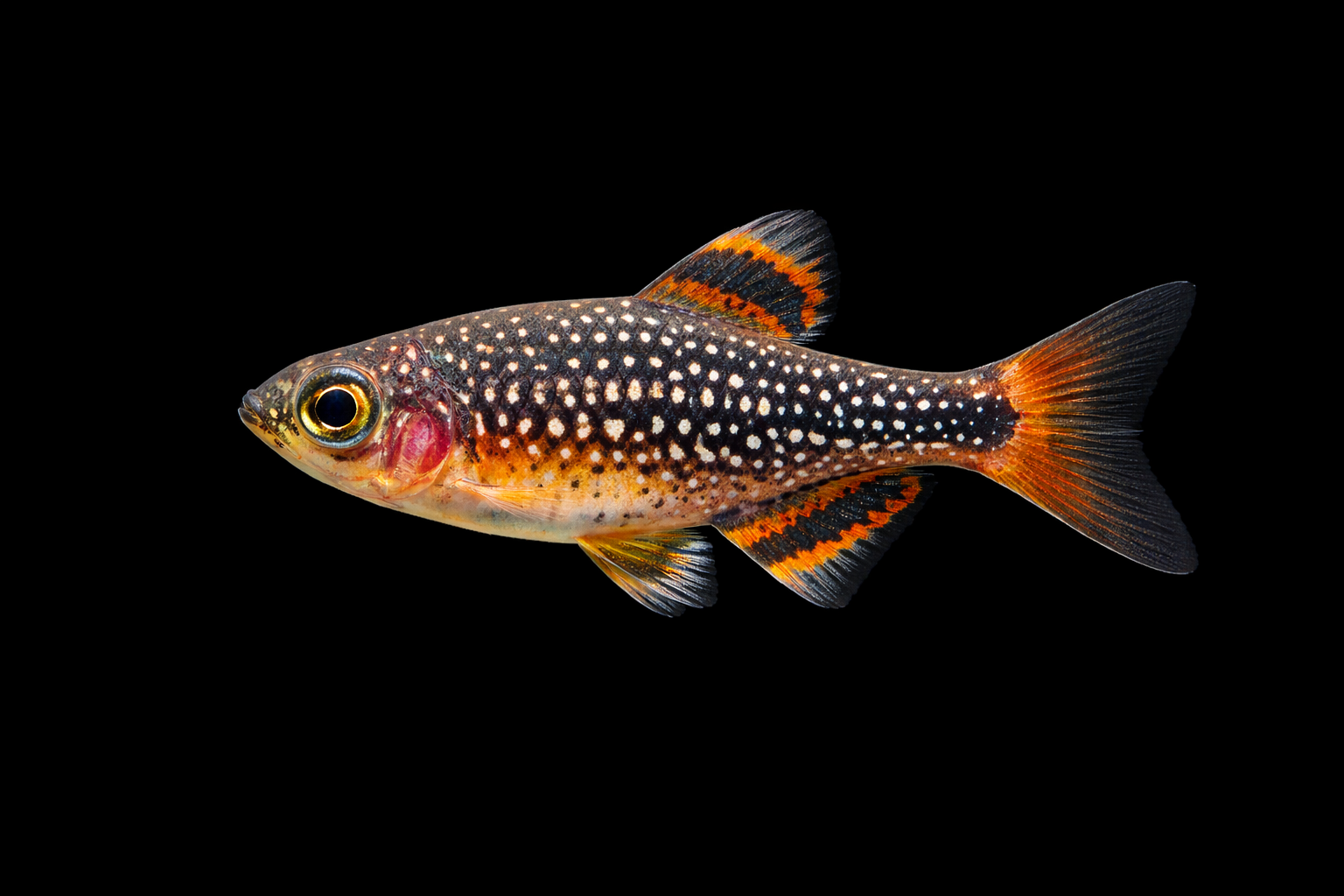 Galaxy Rasbora
