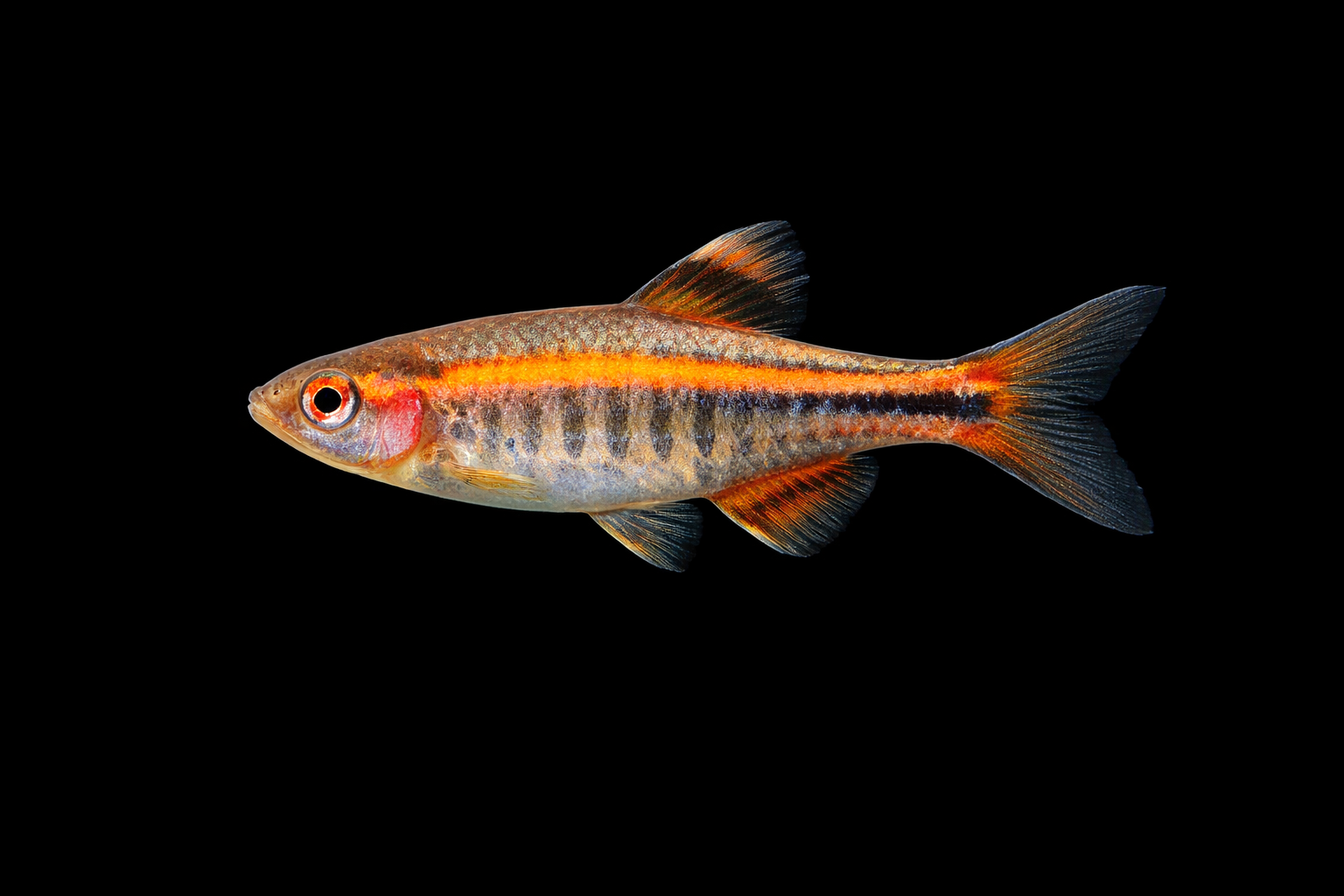 Choprae Danio