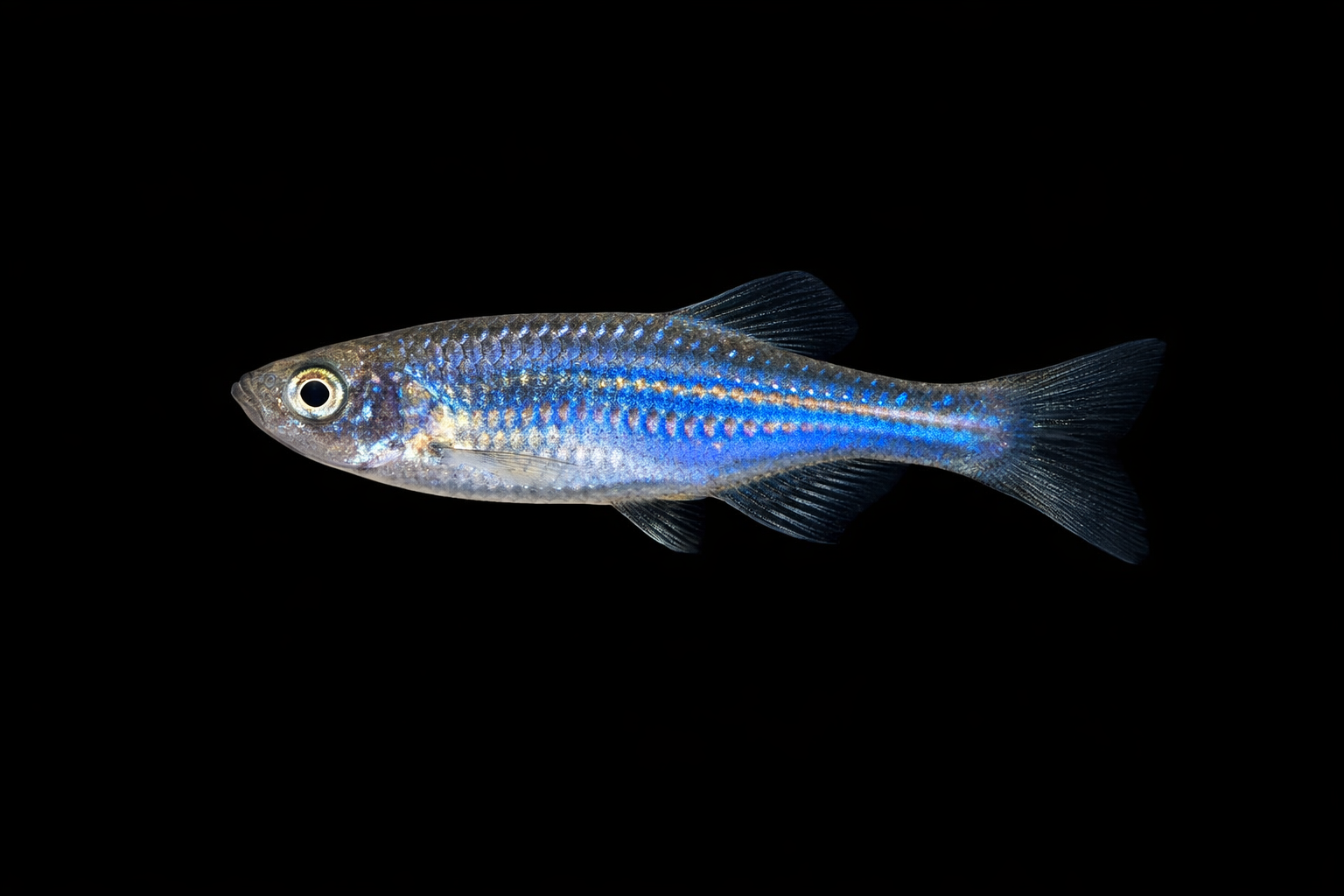 Blue Danio