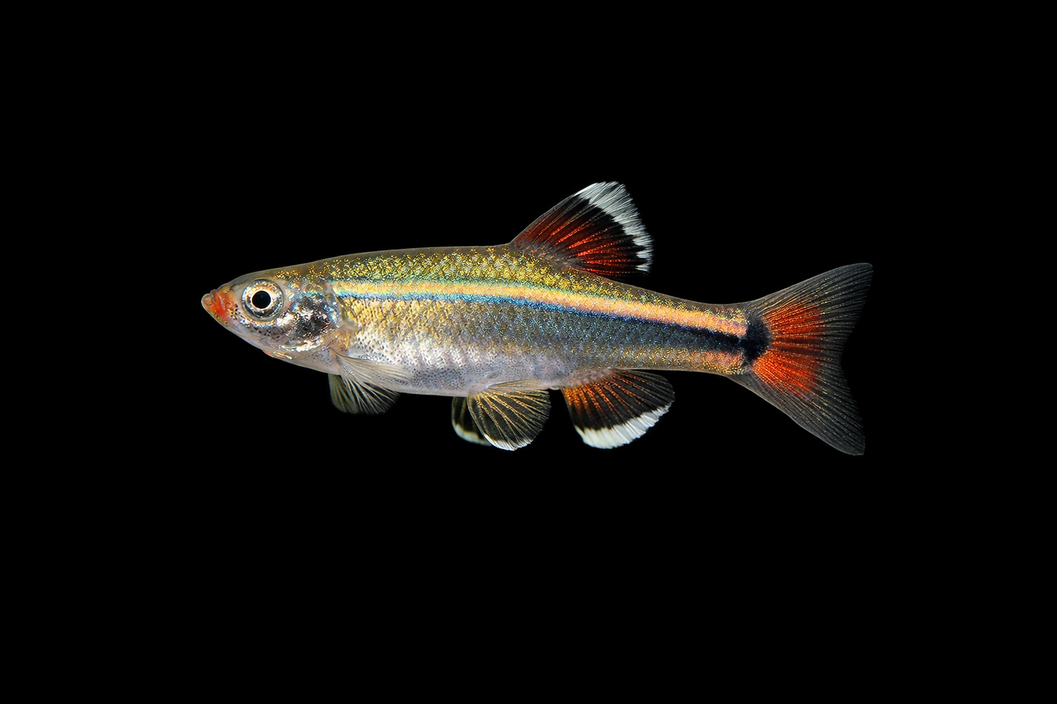 White Cloud Mountain Minnow