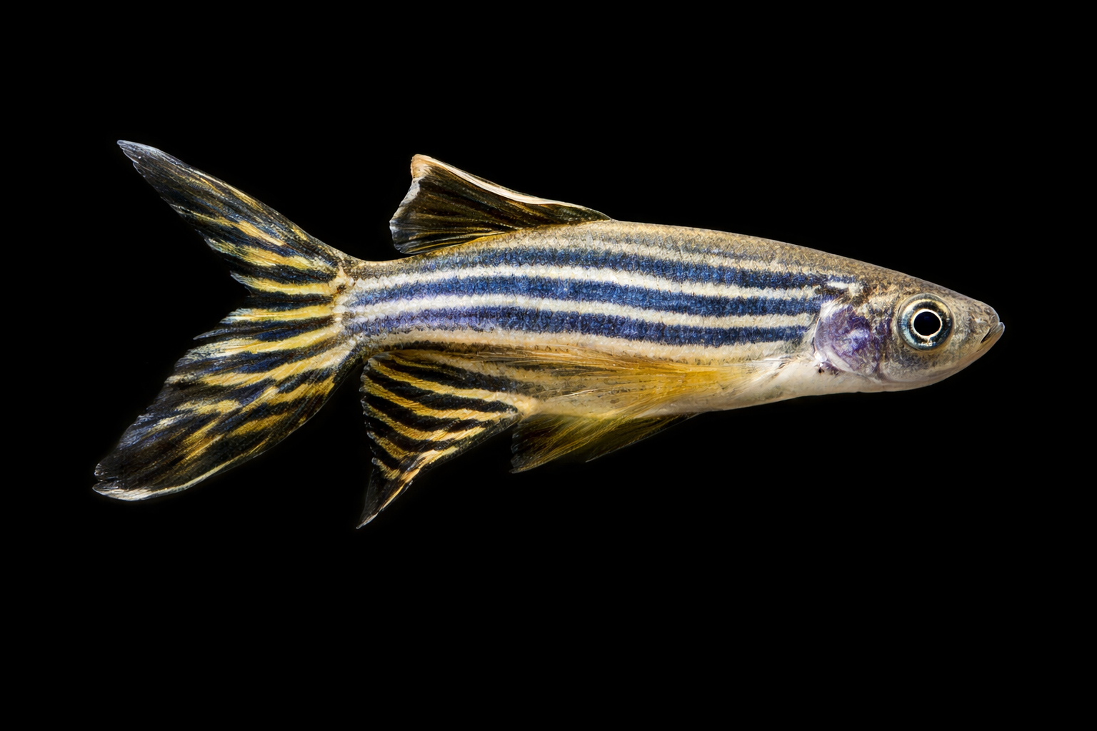 Zebra Longfin Danio