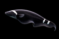 Black Ghost Knifefish