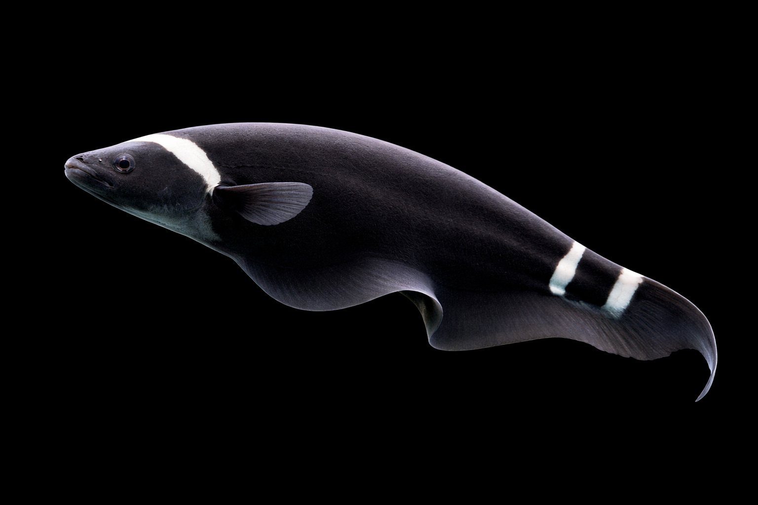Black Ghost Knifefish