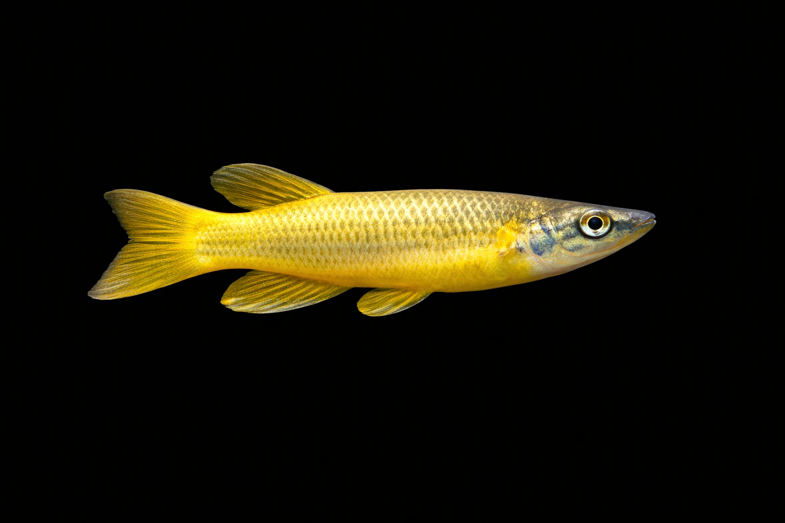 Golden Wonder Killifish