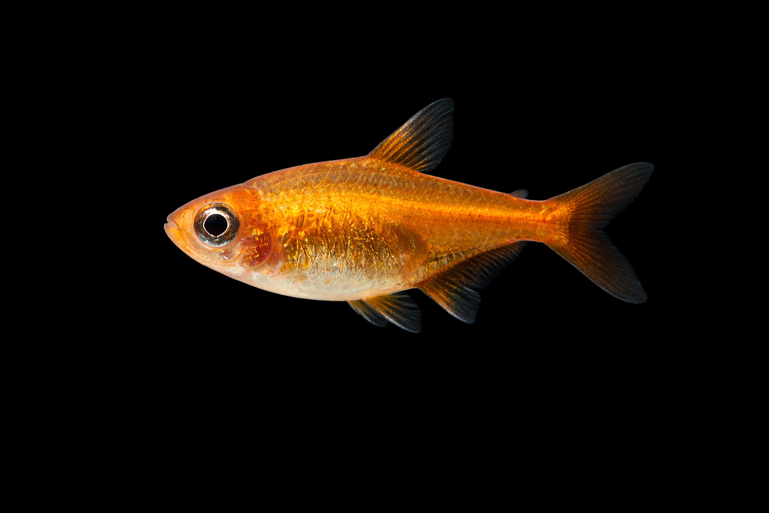 Ember Tetra