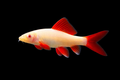 Albino Rainbow Shark