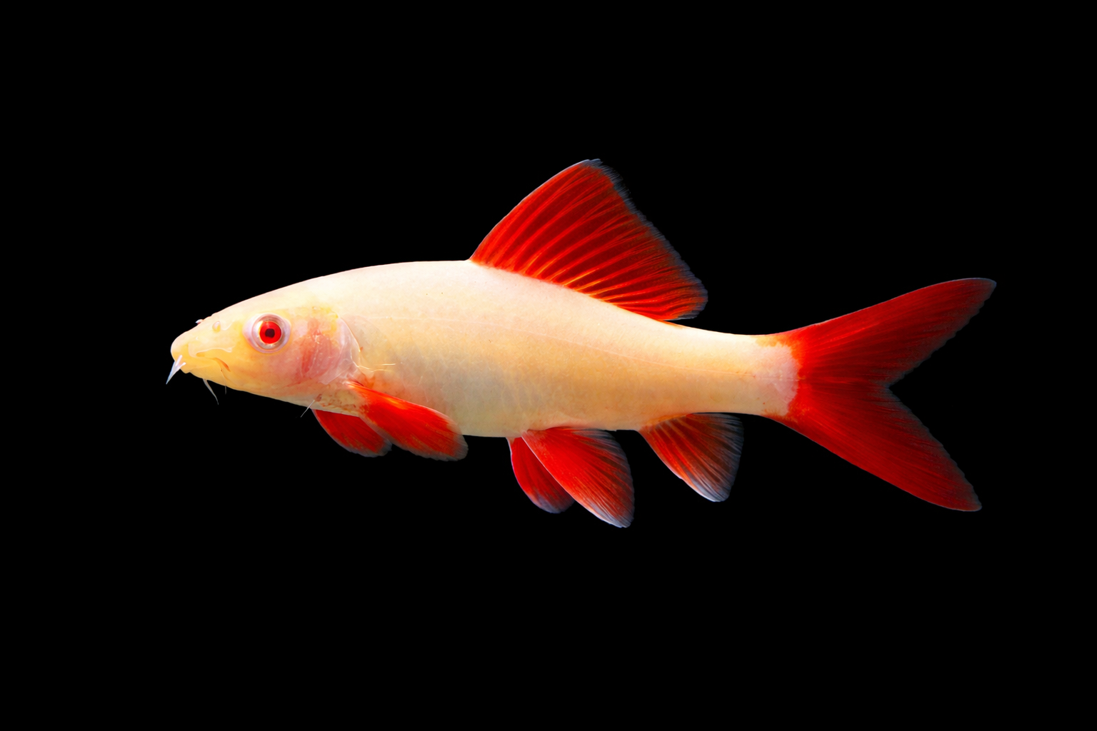 Albino Rainbow Shark