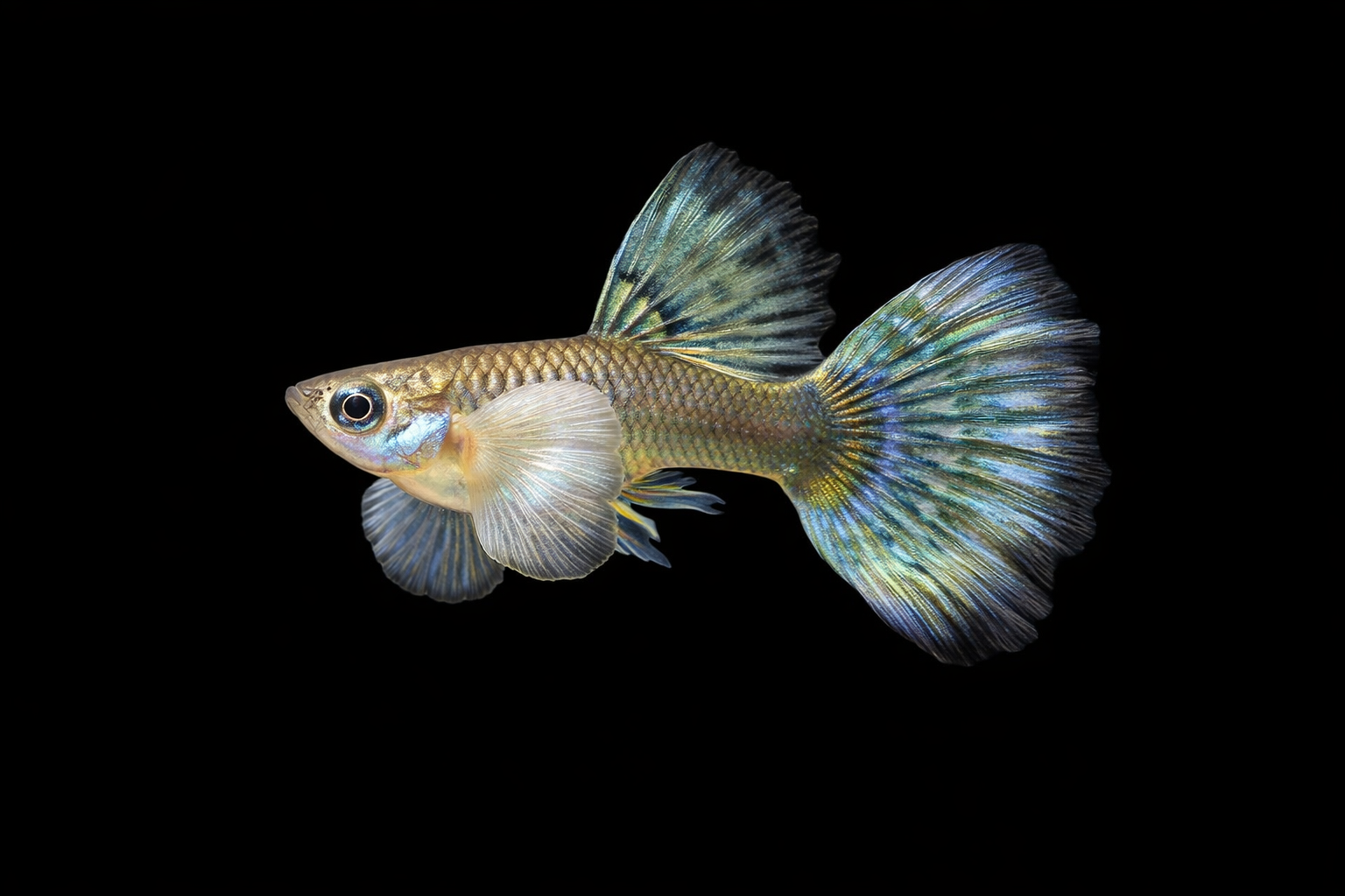 Dumbo Ear Guppy