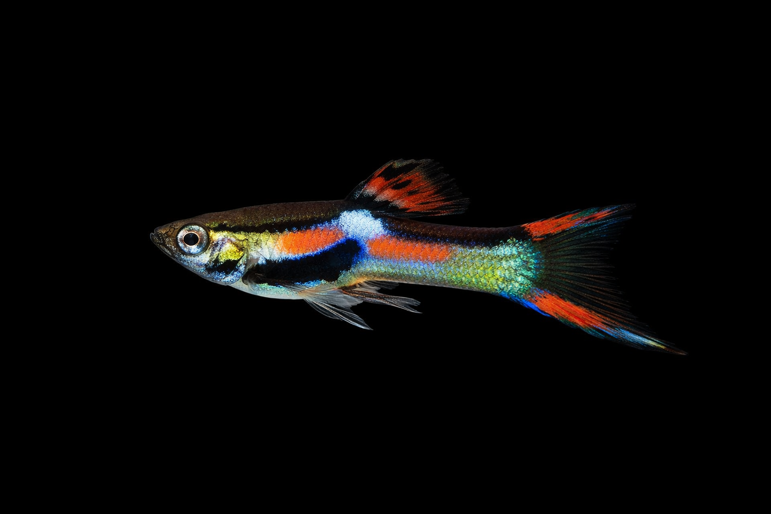 Endler Guppy