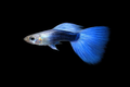 Blue Tail Guppy Large