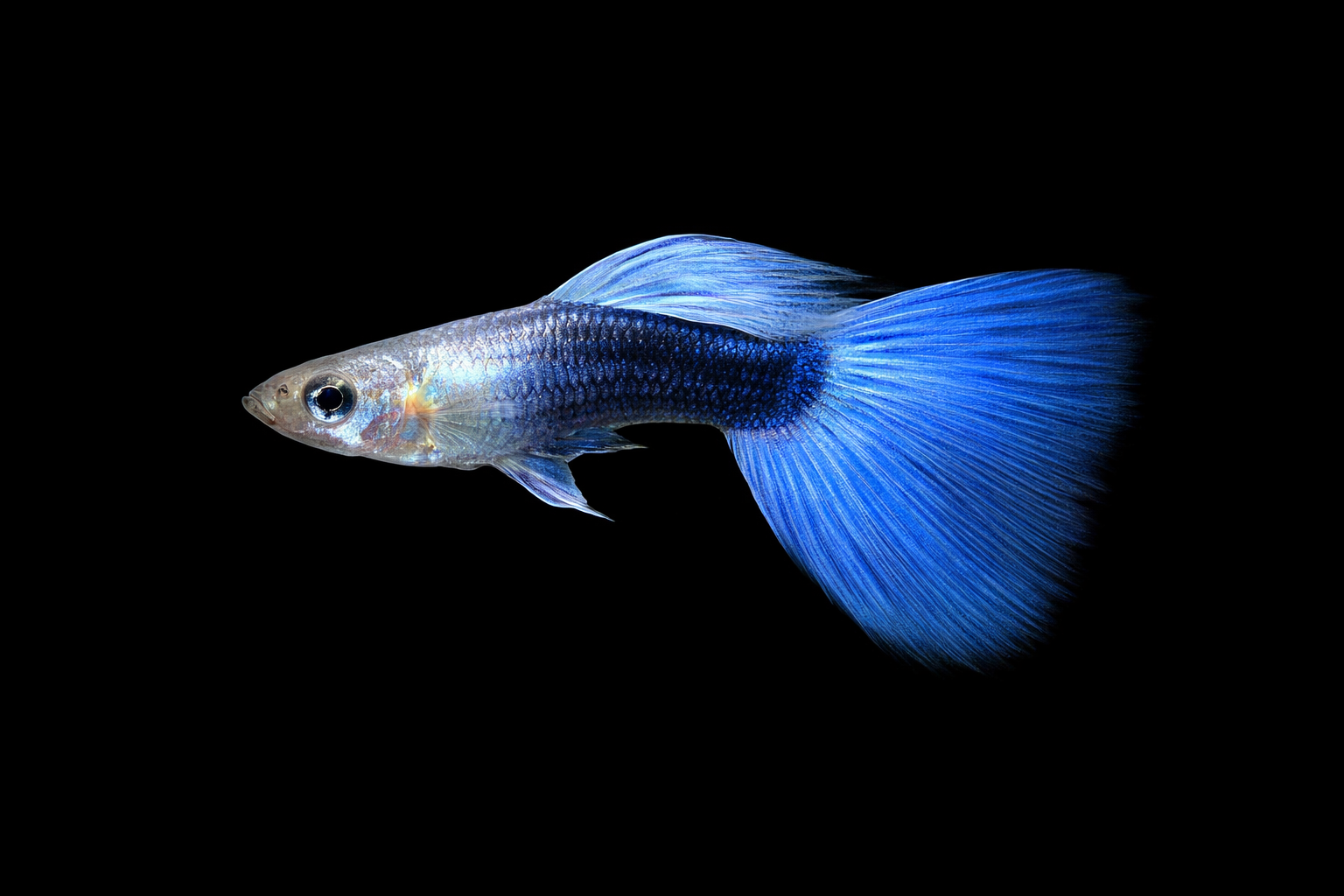 Blue Tail Guppy Large