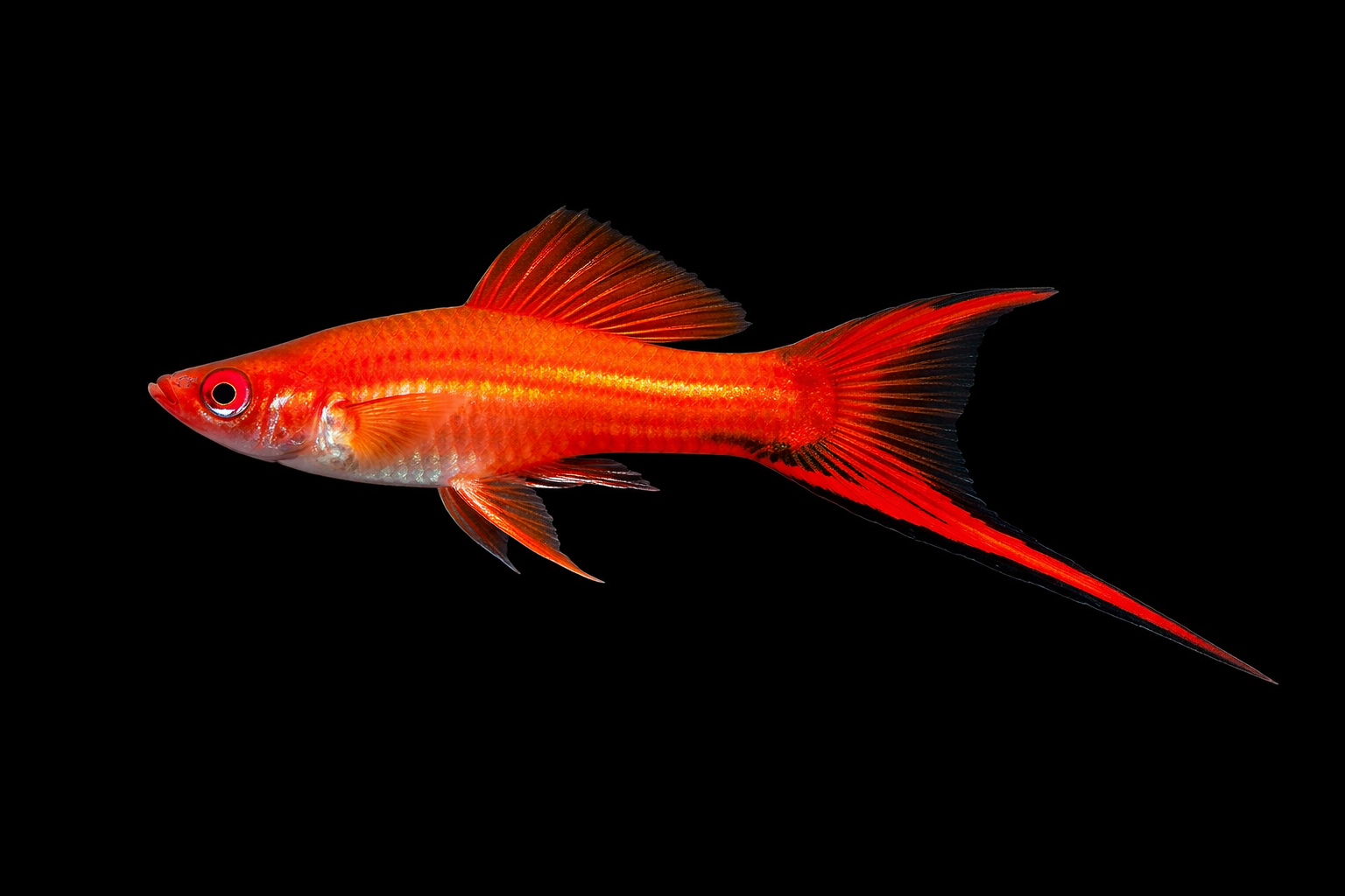 Vampire Swordtail