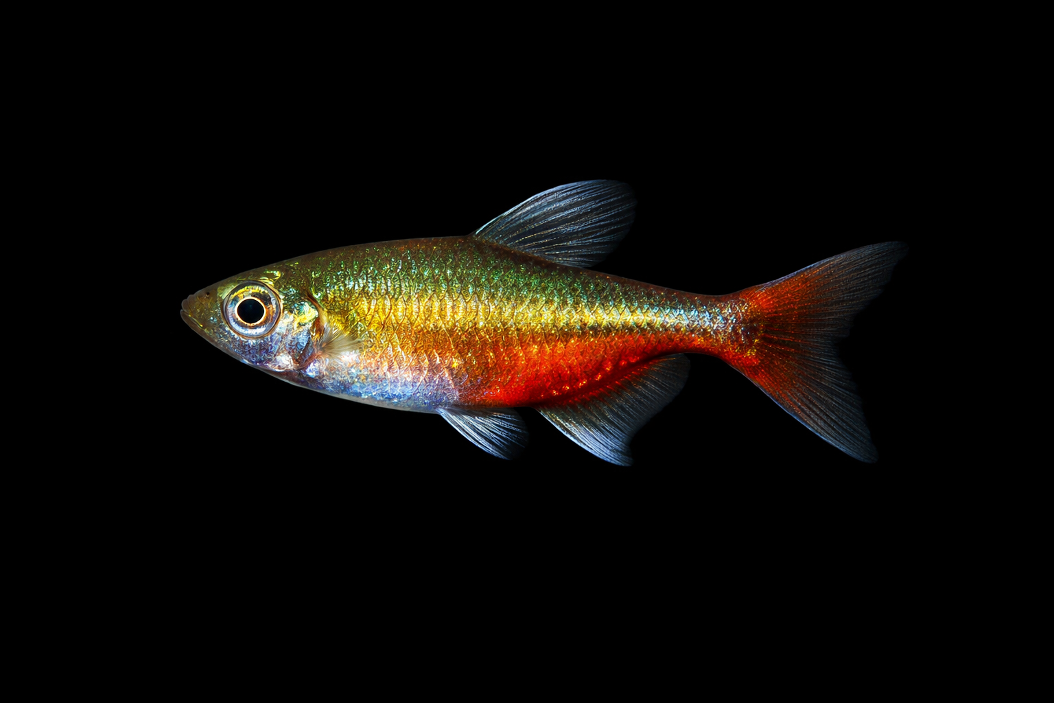 Green Fire Tetra Large
