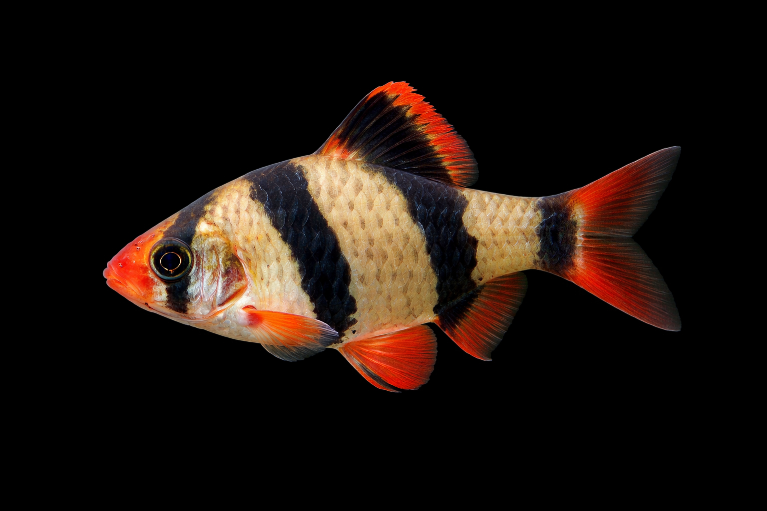 Tiger Barb Adult