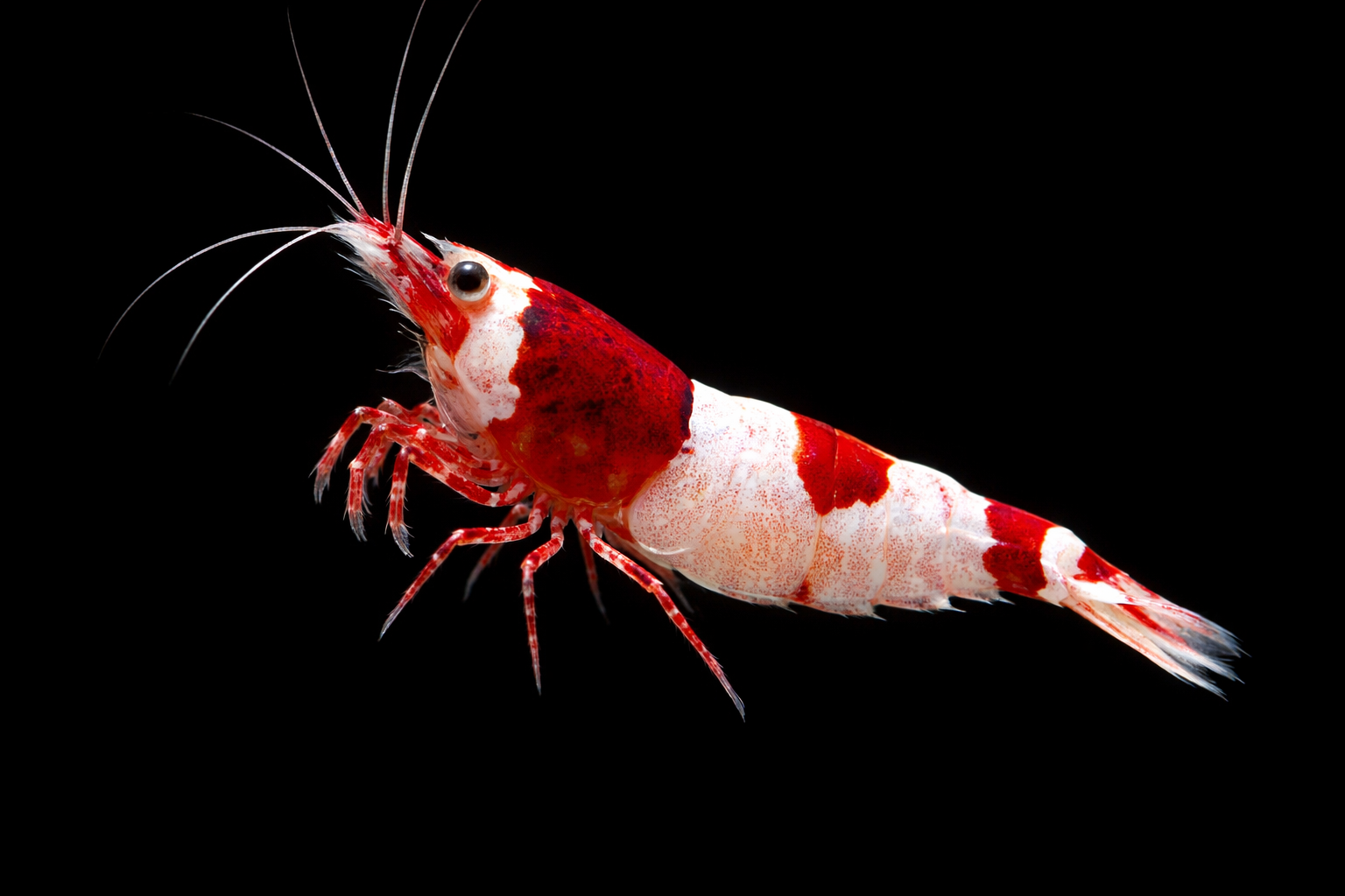 Hinomaru Shrimp