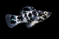 Dalmatian Molly Juvenile