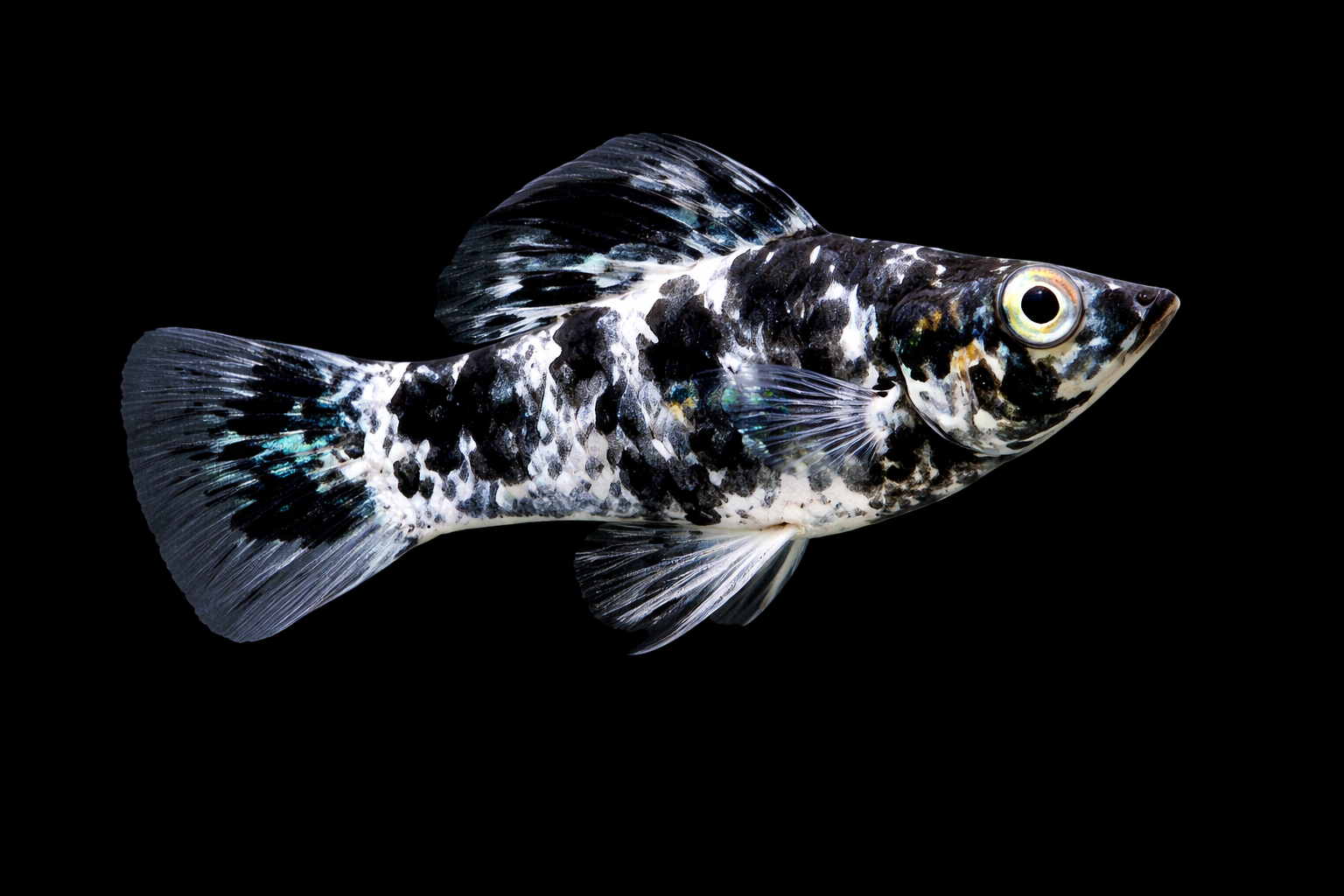 Dalmatian Molly Adult
