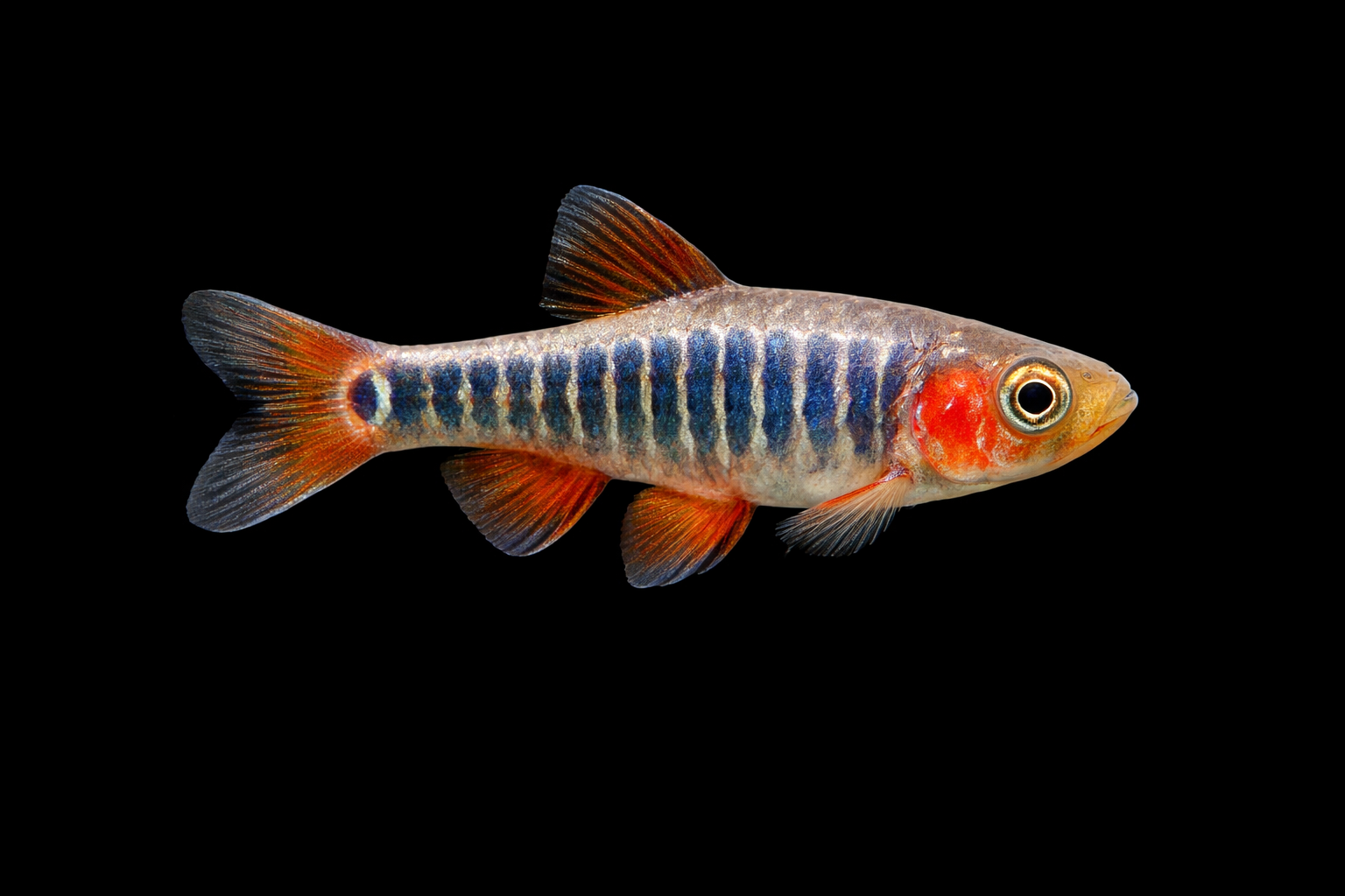 Emerald Dwarf Rasbora