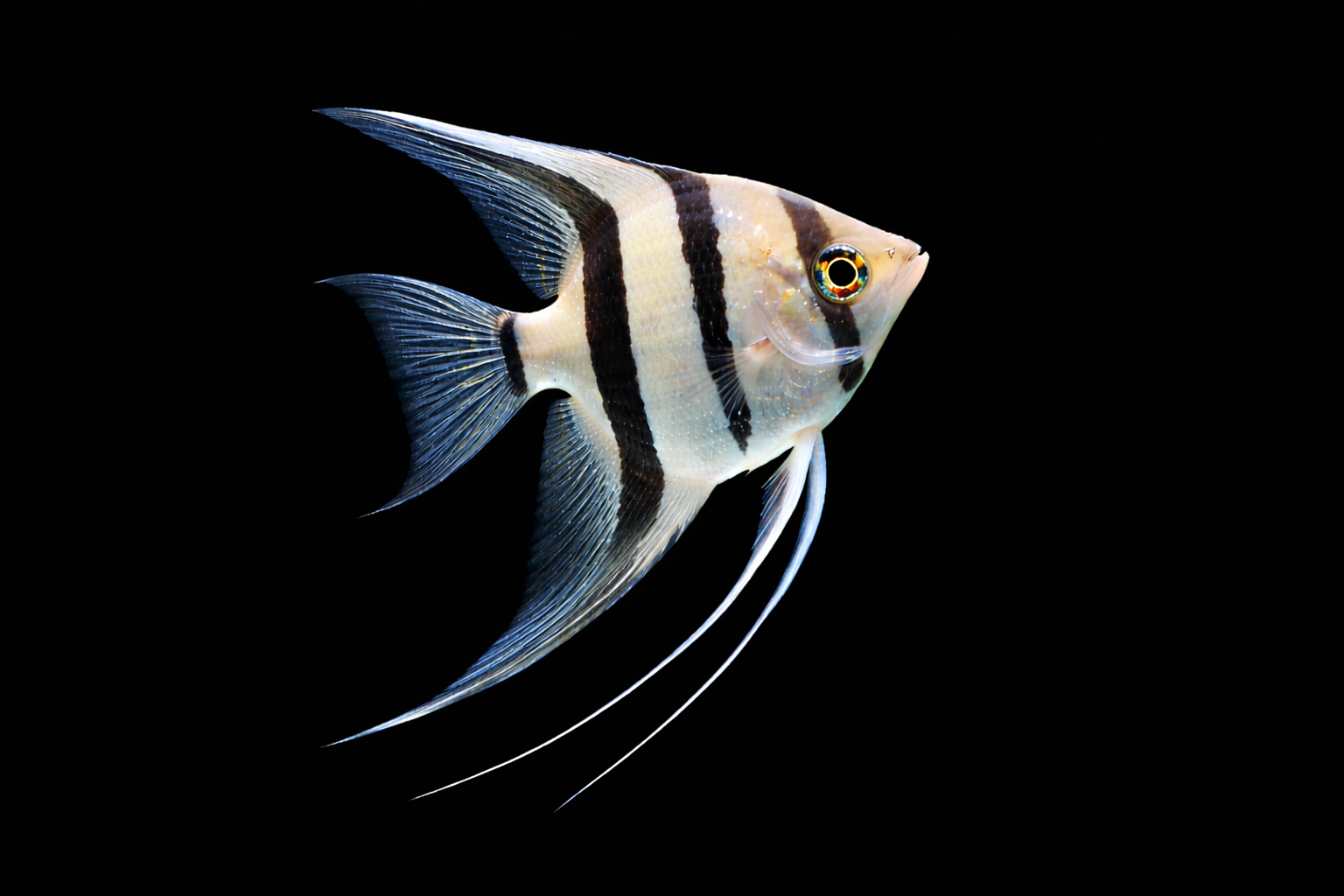 Angel Fish