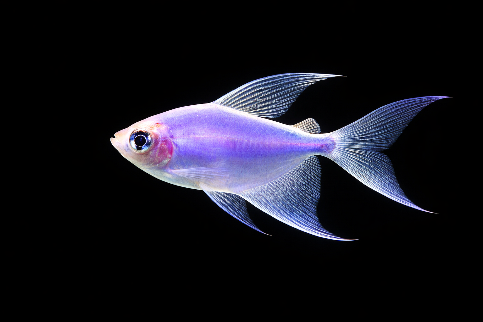 Tetra Longfish Glofish