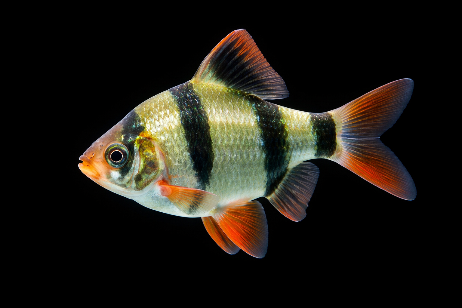 Barb Tiger Platinum Green