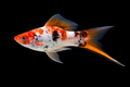 Sword Koi