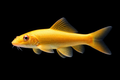 Algae Eater Gold