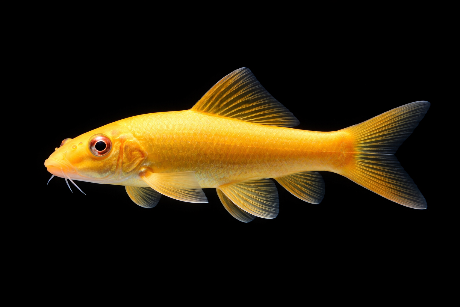 Algae Eater Gold