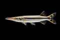 Gar Rocket Hujeta