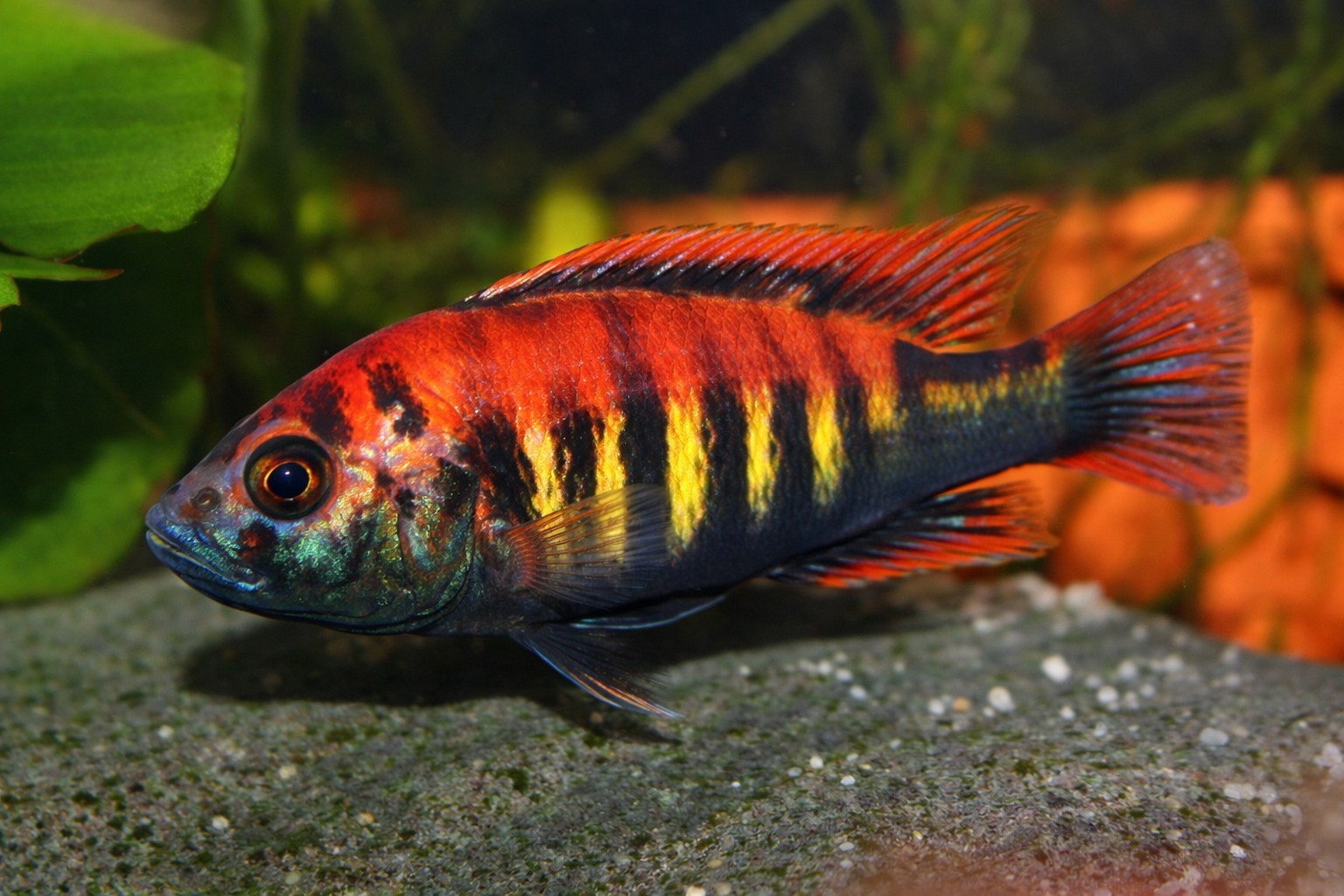 African Nyererei red