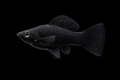 Molly Sphenops Black